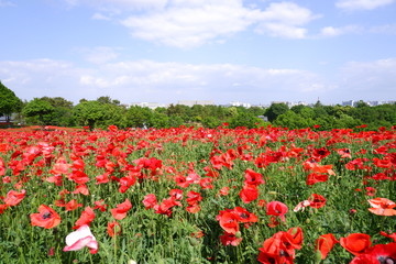 poppy field of red tulips