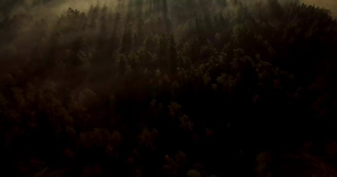 Orange sunrise in mist forest. First morning sun rays in fog. Nature woods landscape background footage. Early morning fog clouds. Beautiful Russian nature landscape. Romantic Belarus cinematic mood.