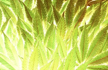 Green yellow abstract beautiful surreal cannabis leaves detail background