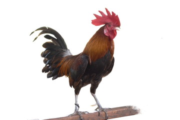 rooster isolated on white background