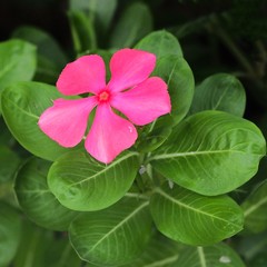 flower in the garden