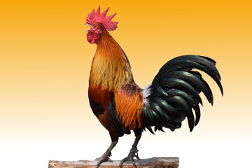 The rooster  singing on  white and orange background