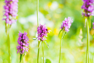 Beautiful meadow field with wild flowers summer