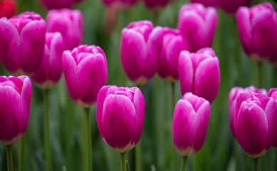 Spring tulips