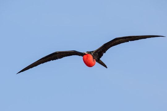 Great Frigate Bird - Powered by Adobe