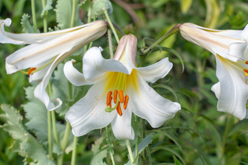 Obraz premium Lilium flowers on bushes in the garden