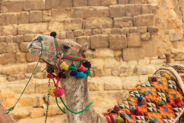 Сlose-up of camel on the Giza pyramid background