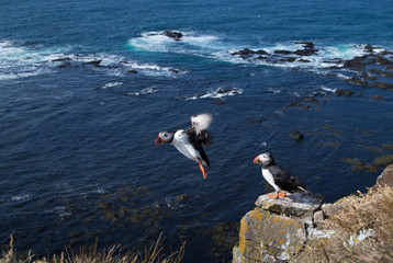 Puffins sitting on a cliff 