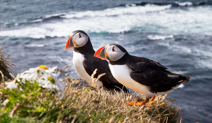 Beautiful Atlantic Puffin