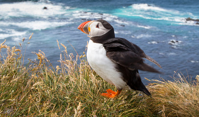 Beautiful Atlantic Puffin