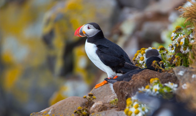 Beautiful Atlantic Puffin
