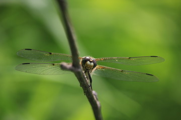 Portrait de libellule 