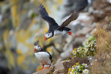Beautiful Atlantic Puffin