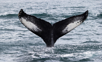Fototapeta premium A whale's tail emerges