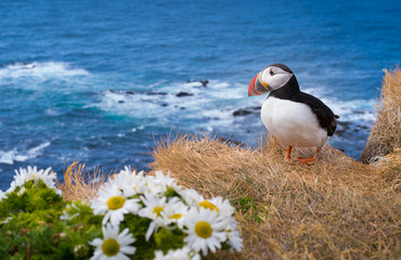 Atlantic puffin (fratercula arctica) 