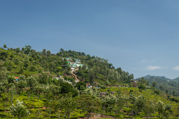 Fototapeta na wymiar Tea gardens in the foothills of western ghat
