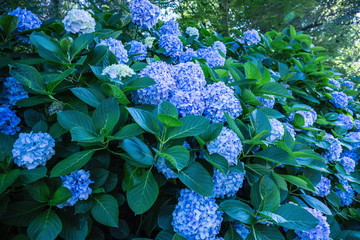 Blue hydrangea flowers in the garden
