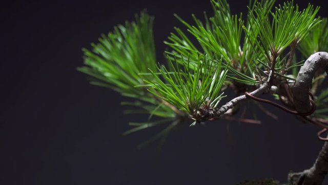 Dolly slider shot / Japanese bonsai plant/ Pine Tree
