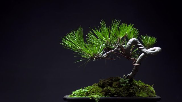 Dolly slider shot / Japanese bonsai plant/ Whole Pine Tree