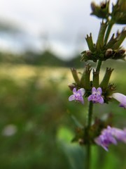 flowers in garden