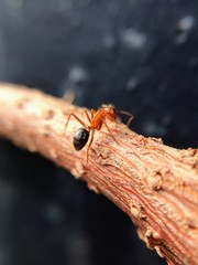 ant on a leaf