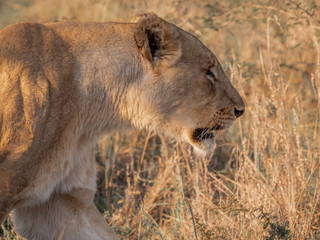 Lion Walking