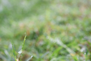 dew on green grass on ground in the morning