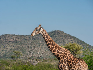Above the Tree Tops - Giraffe Walking