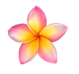 Frangipani flower on white background