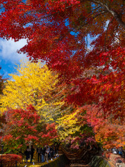 Red maple leaves in autumn