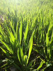 Intense natural greens. First cereal shoots in the sunset of the Spanish countryside. Green grain growing. Young barley growing.