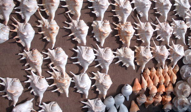 sea snail shell decoration, digha tourist market,India