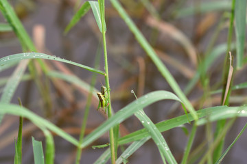two grasshopper hybridize on some plant over water.