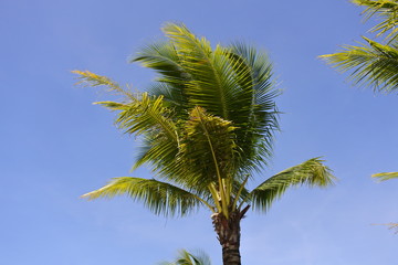 palm tree on background of blue sky