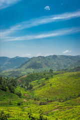 Naklejka premium Tea gardens in the foothills of western ghat