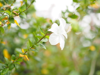Shoe flower white petal on blurred of nature background