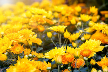 Closeup and crop yellow flowers in the garden background and wallpaper.