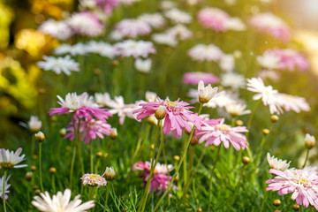 Closeup and crop colorful grassland flowers with sun and lens flare background.