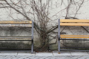 dying tree on wall between rest wooden retro chair in early of winter season at public park, ancient peaceful situation, travel destination, uptown wallpaper