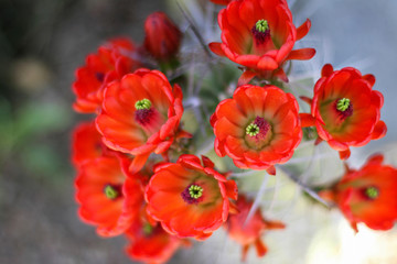 Red Cactus Flowers Bloom