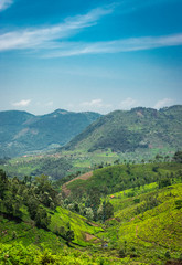 Obraz premium Tea gardens in the foothills of western ghat