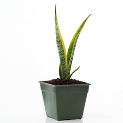 Sansevieria trifasciata isolated white background.
