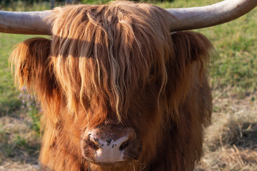 scotish highland cattle