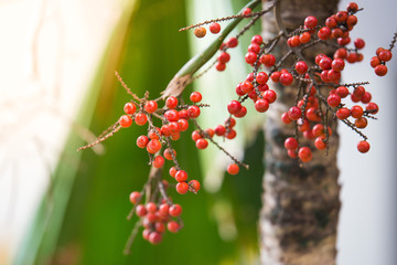 Betel nut on natural blurred background with sunlight