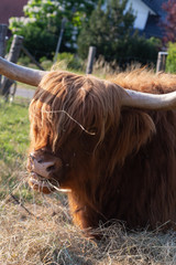 scotish highland cattle