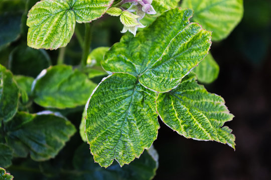 Spring raspberry leaves invected by RBVD diseaase