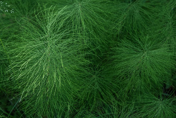 green grass background