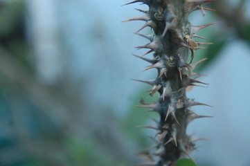 close up thorns blur background texture detail object