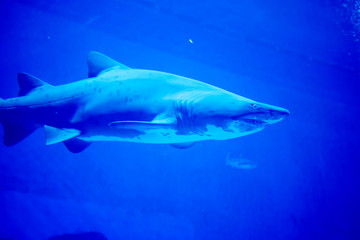 Blurry photo of a Tiger Shark in a blue aquarium. Big teeth of a Tiger Shark