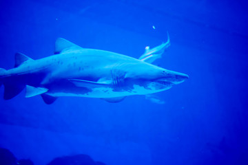 Blurry photo of a Tiger Shark in a blue aquarium. Big teeth of a Tiger Shark